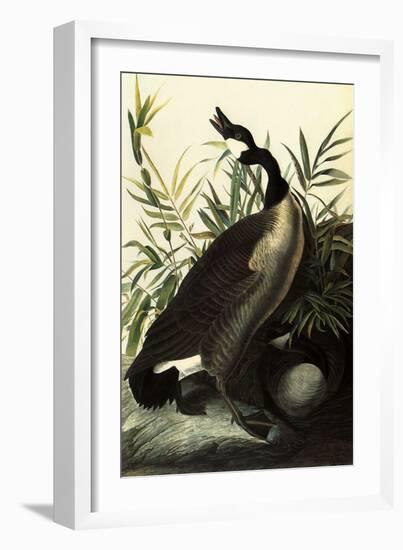 Canada Geese-John James Audubon-Framed Giclee Print