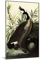 Canada Geese-John James Audubon-Mounted Giclee Print