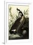 Canada Geese-John James Audubon-Framed Giclee Print