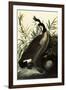 Canada Geese-John James Audubon-Framed Giclee Print