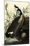 Canada Geese-John James Audubon-Mounted Giclee Print