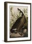 Canada Goose, 1827-1838-John James Audubon-Framed Giclee Print