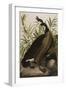 Canada Goose, 1827-1838-John James Audubon-Framed Giclee Print