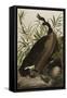 Canada Goose, 1827-1838-John James Audubon-Framed Stretched Canvas