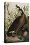 Canada Goose, 1827-1838-John James Audubon-Stretched Canvas