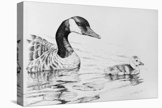 Canada Goose and Baby-Rusty Frentner-Stretched Canvas