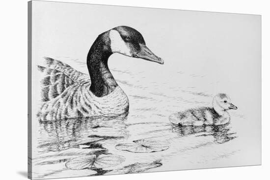 Canada Goose and Baby-Rusty Frentner-Stretched Canvas