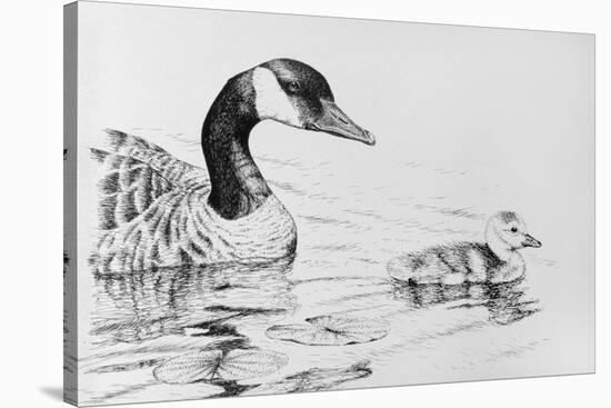 Canada Goose and Baby-Rusty Frentner-Stretched Canvas
