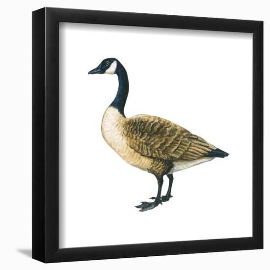 Canada Goose (Branta Canadensis), Birds-Encyclopaedia Britannica-Framed Poster