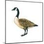 Canada Goose (Branta Canadensis), Birds-Encyclopaedia Britannica-Mounted Poster