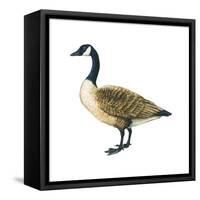 Canada Goose (Branta Canadensis), Birds-Encyclopaedia Britannica-Framed Stretched Canvas