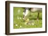 Canada Goose, Branta Canadensis, Fledglings, Meadow, Side View, Lying-David & Micha Sheldon-Framed Photographic Print