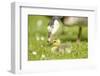 Canada Goose, Branta Canadensis, Fledglings, Meadow, Side View, Lying-David & Micha Sheldon-Framed Photographic Print