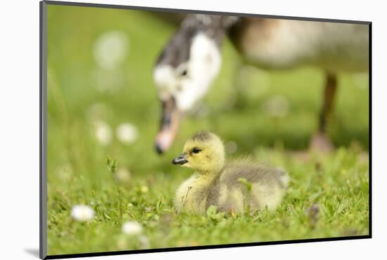 Canada Goose, Branta Canadensis, Fledglings, Meadow, Side View, Lying-David & Micha Sheldon-Mounted Photographic Print