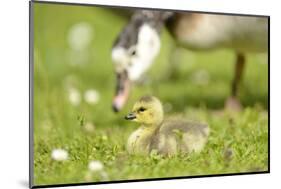 Canada Goose, Branta Canadensis, Fledglings, Meadow, Side View, Lying-David & Micha Sheldon-Mounted Photographic Print