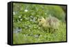 Canada Goose, Branta Canadensis, Fledglings, Meadow, Side View, Standing-David & Micha Sheldon-Framed Stretched Canvas