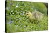 Canada Goose, Branta Canadensis, Fledglings, Meadow, Side View, Standing-David & Micha Sheldon-Stretched Canvas