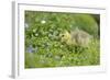 Canada Goose, Branta Canadensis, Fledglings, Meadow, Side View, Standing-David & Micha Sheldon-Framed Photographic Print