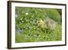 Canada Goose, Branta Canadensis, Fledglings, Meadow, Side View, Standing-David & Micha Sheldon-Framed Photographic Print