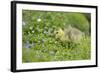 Canada Goose, Branta Canadensis, Fledglings, Meadow, Side View, Standing-David & Micha Sheldon-Framed Photographic Print