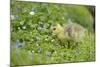 Canada Goose, Branta Canadensis, Fledglings, Meadow, Side View, Standing-David & Micha Sheldon-Mounted Photographic Print