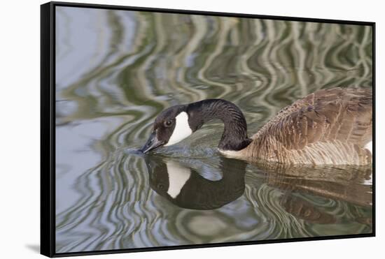 Canada Goose Closeup with Reflection-Hal Beral-Framed Stretched Canvas