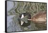 Canada Goose Closeup with Reflection-Hal Beral-Framed Stretched Canvas