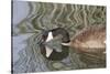 Canada Goose Closeup with Reflection-Hal Beral-Stretched Canvas