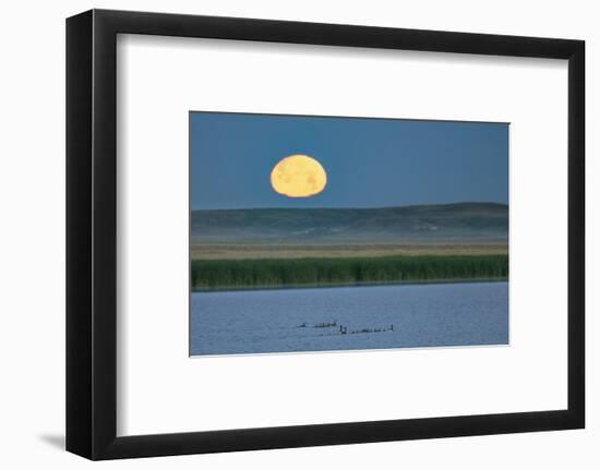 Canada goose family as full moon sets over prairie pond in Medicine Lake NWR, Montana, USA-Chuck Haney-Framed Photographic Print