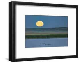 Canada goose family as full moon sets over prairie pond in Medicine Lake NWR, Montana, USA-Chuck Haney-Framed Photographic Print