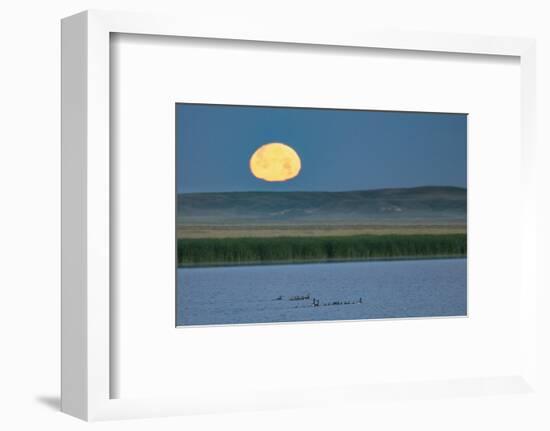 Canada goose family as full moon sets over prairie pond in Medicine Lake NWR, Montana, USA-Chuck Haney-Framed Photographic Print