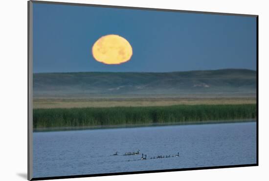 Canada goose family as full moon sets over prairie pond in Medicine Lake NWR, Montana, USA-Chuck Haney-Mounted Photographic Print