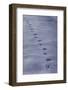 Canada Goose, footprints in the snow-Edward Myles-Framed Photographic Print