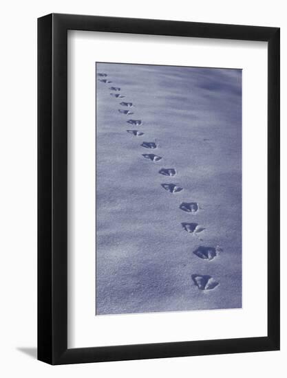 Canada Goose, footprints in the snow-Edward Myles-Framed Photographic Print