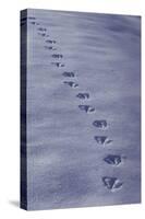 Canada Goose, footprints in the snow-Edward Myles-Stretched Canvas