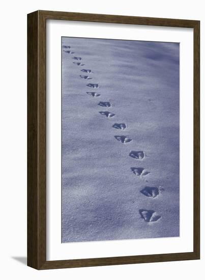 Canada Goose, footprints in the snow-Edward Myles-Framed Photographic Print