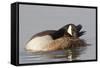 Canada Goose Grooming its Feathers-Hal Beral-Framed Stretched Canvas