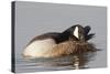 Canada Goose Grooming its Feathers-Hal Beral-Stretched Canvas