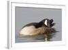 Canada Goose Grooming its Feathers-Hal Beral-Framed Photographic Print