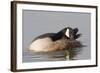 Canada Goose Grooming its Feathers-Hal Beral-Framed Photographic Print