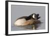 Canada Goose Grooming its Feathers-Hal Beral-Framed Photographic Print