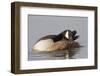 Canada Goose Grooming its Feathers-Hal Beral-Framed Photographic Print