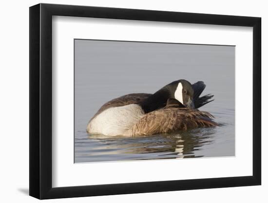 Canada Goose Grooming its Feathers-Hal Beral-Framed Photographic Print