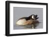 Canada Goose Grooming its Feathers-Hal Beral-Framed Photographic Print