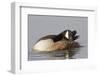 Canada Goose Grooming its Feathers-Hal Beral-Framed Photographic Print