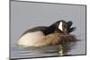 Canada Goose Grooming its Feathers-Hal Beral-Mounted Photographic Print