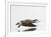 Canada Goose in Flight, Marion County, Illinois-Richard and Susan Day-Framed Photographic Print