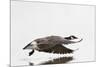 Canada Goose in Flight, Marion County, Illinois-Richard and Susan Day-Mounted Photographic Print