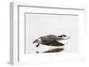 Canada Goose in Flight, Marion County, Illinois-Richard and Susan Day-Framed Photographic Print