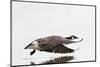 Canada Goose in Flight, Marion County, Illinois-Richard and Susan Day-Mounted Photographic Print